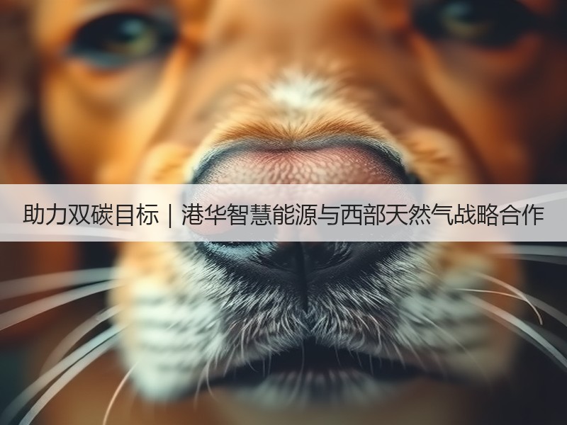 助力双碳目标｜港华智慧能源与西部天然气战略合作