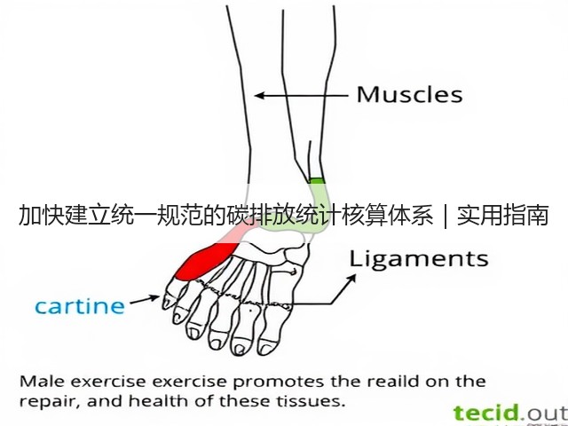 加快建立统一规范的碳排放统计核算体系|实用指南(图1) 加快建立统一规范的碳排放统计核算体系|实用指南(图1)