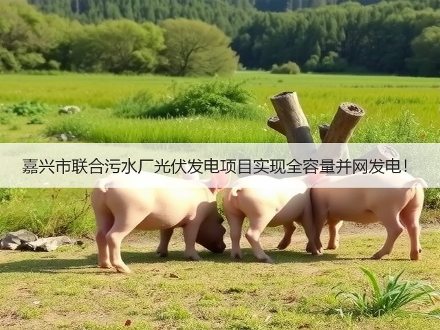 嘉兴市联合污水厂光伏发电项目实现全容量并网发电!(图2) 嘉兴市联合污水厂光伏发电项目实现全容量并网发电!(图2)